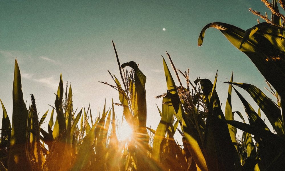 Our “corn-free” label & corn allergies